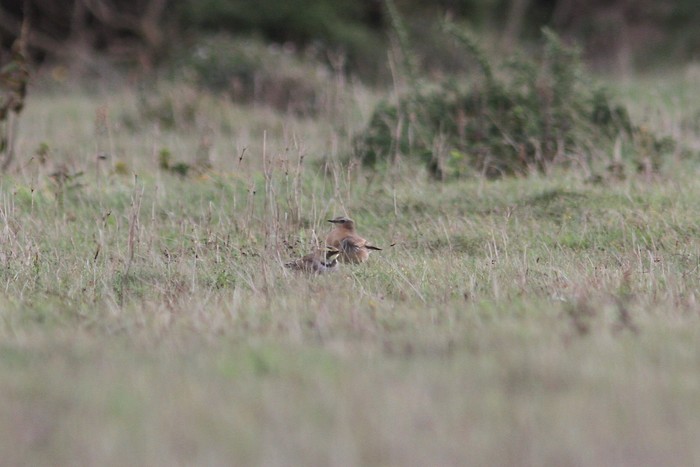 Shorelark