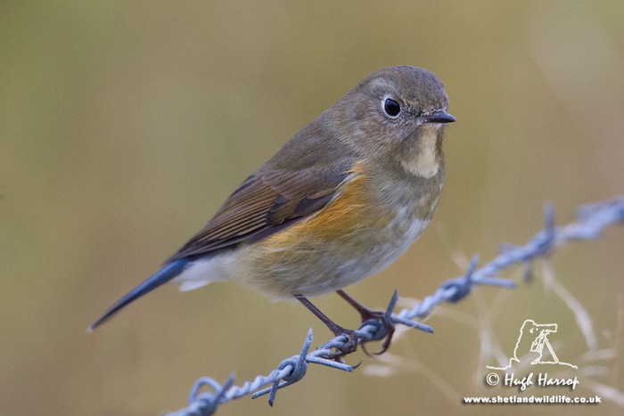 Red-flanked Bluetail