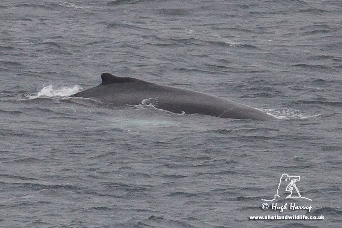 Humpback Whale