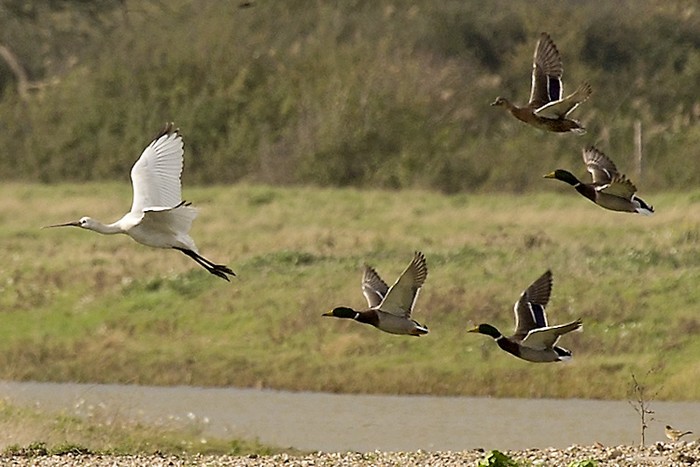 Spoonbill