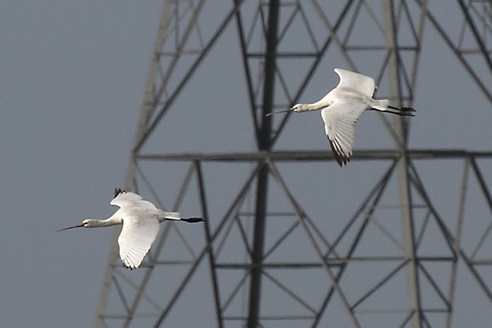 Spoonbill