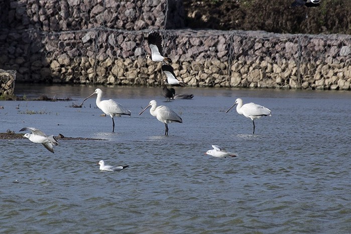 Spoonbill