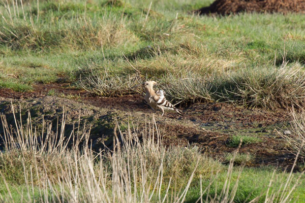 Hoopoe