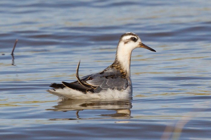 Grey Phalarope