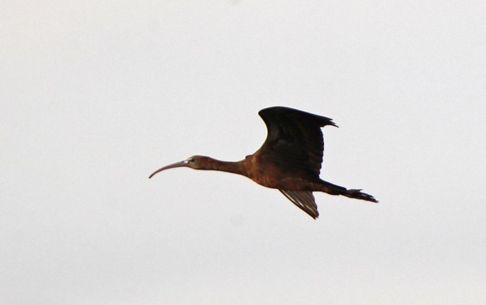 Glossy Ibis