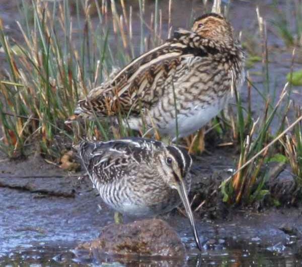 Wilson's Snipe