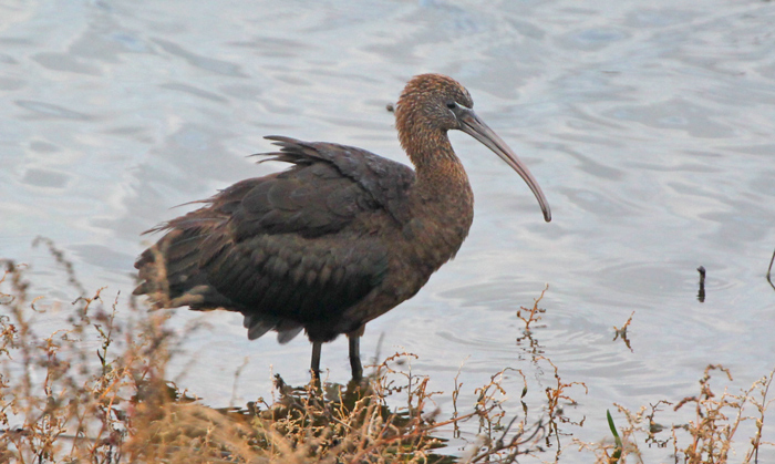 Glossy Ibis