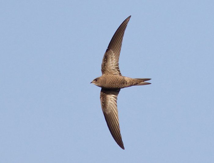 Pallid Swift