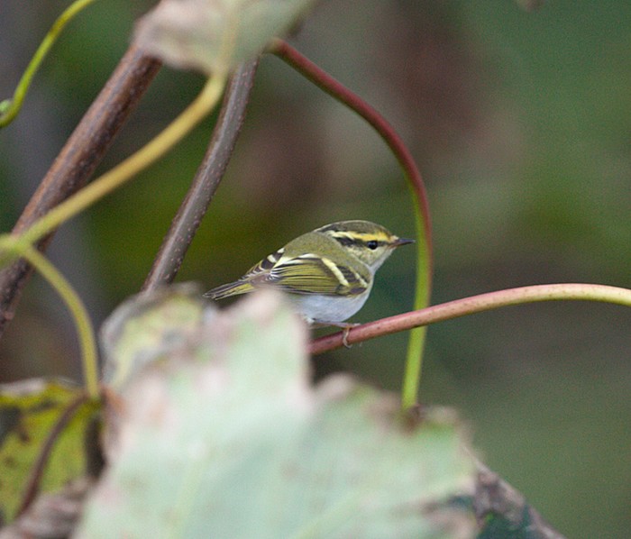 Pallas's Warbler