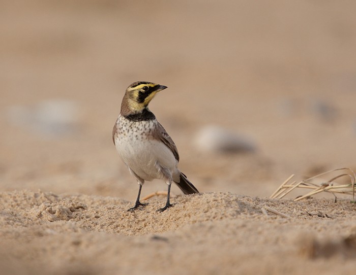 Shorelark