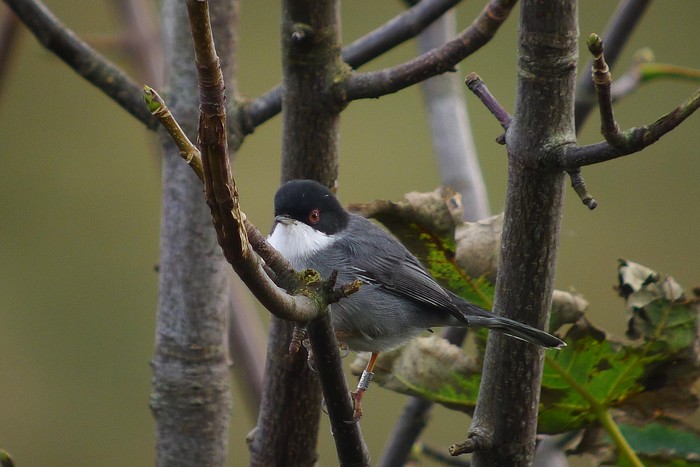 Sardinian Warbler