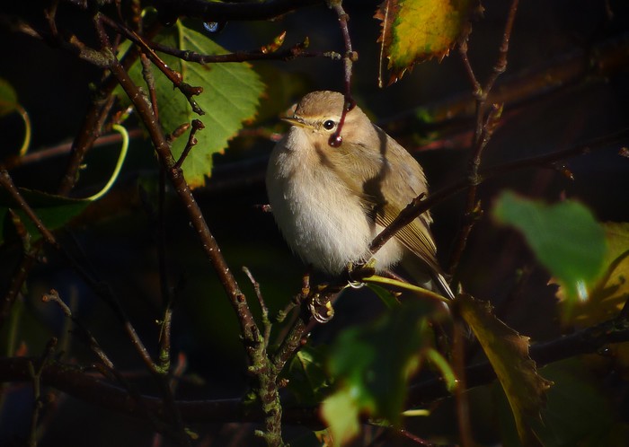 Chiffchaff