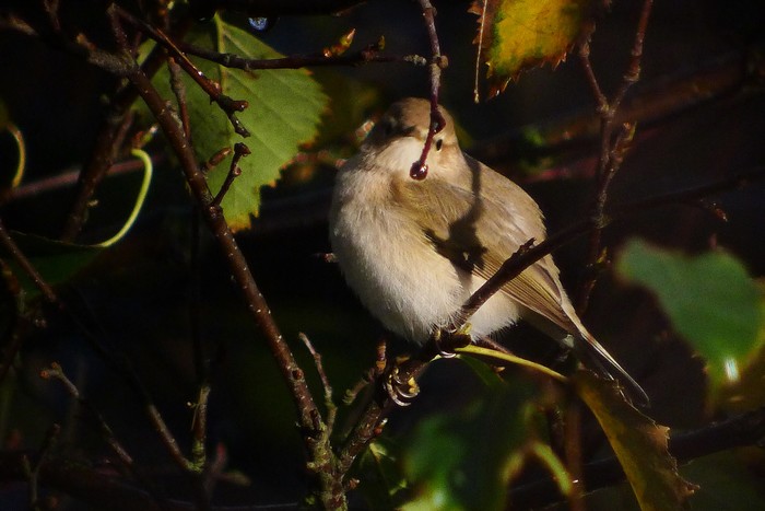 Chiffchaff