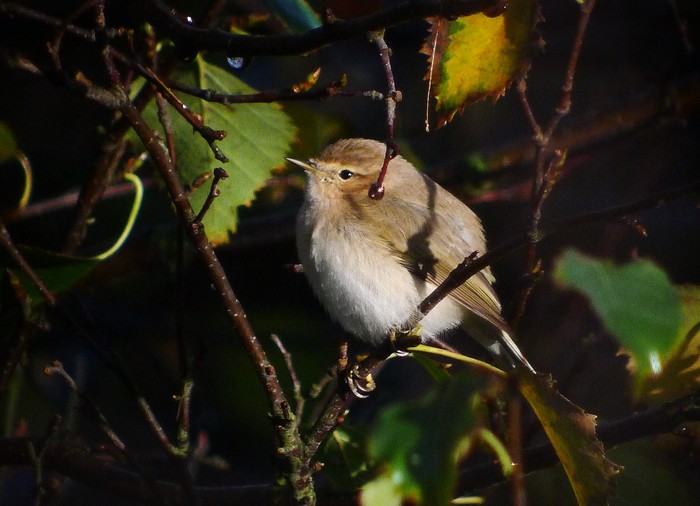 Chiffchaff