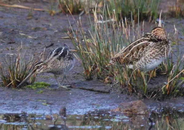Wilson's Snipe