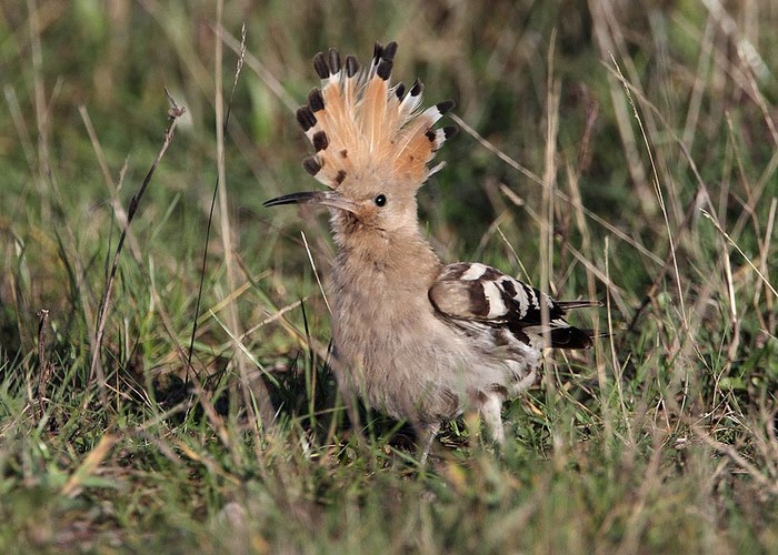 Hoopoe
