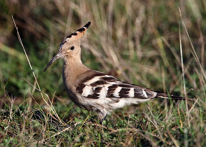 Hoopoe