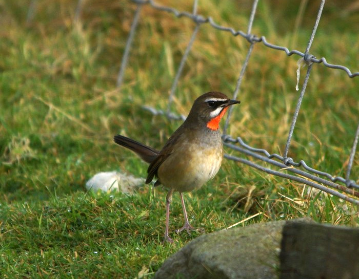 Siberian Rubythroat