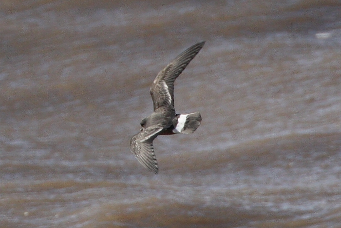 Storm Petrel