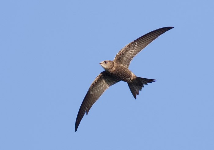 Pallid Swift