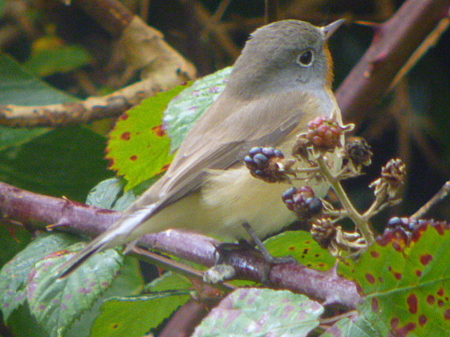 Red-breasted Flycatcher