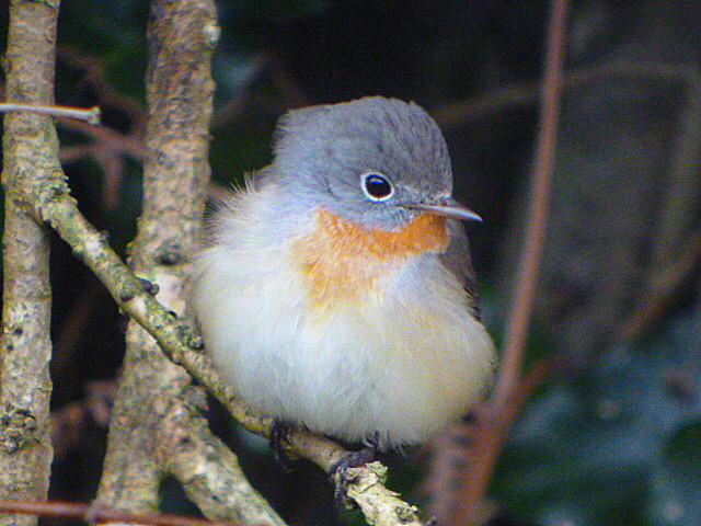 Red-breasted Flycatcher
