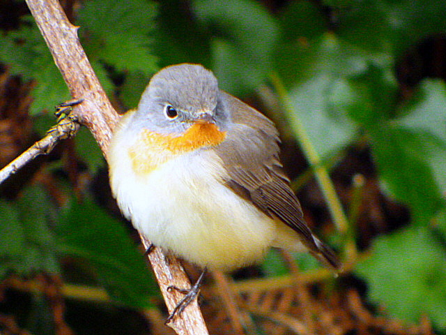 Red-breasted Flycatcher