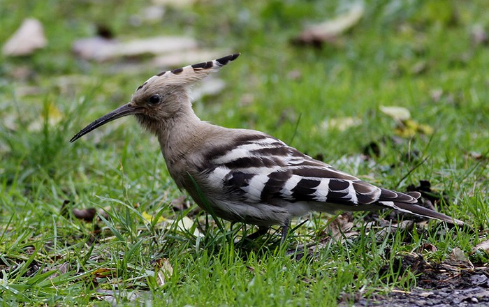 Hoopoe