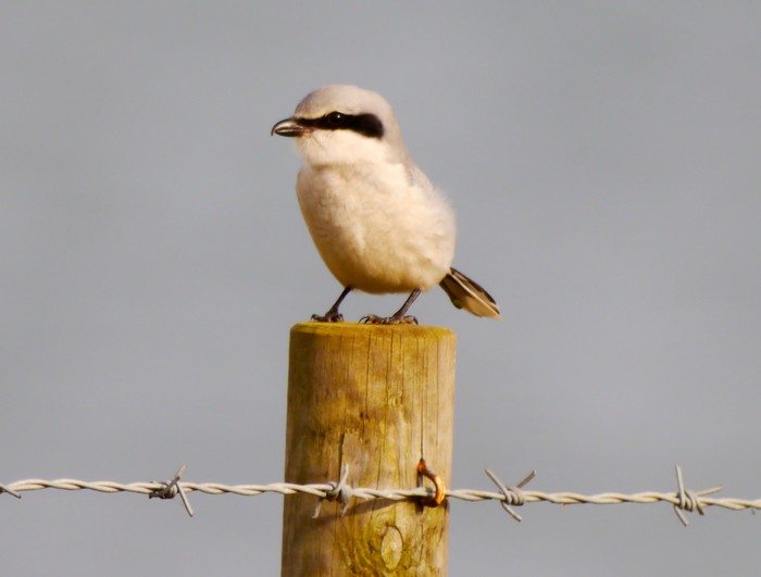 Great Grey Shrike