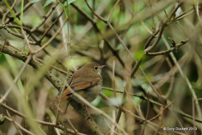Hermit Thrush