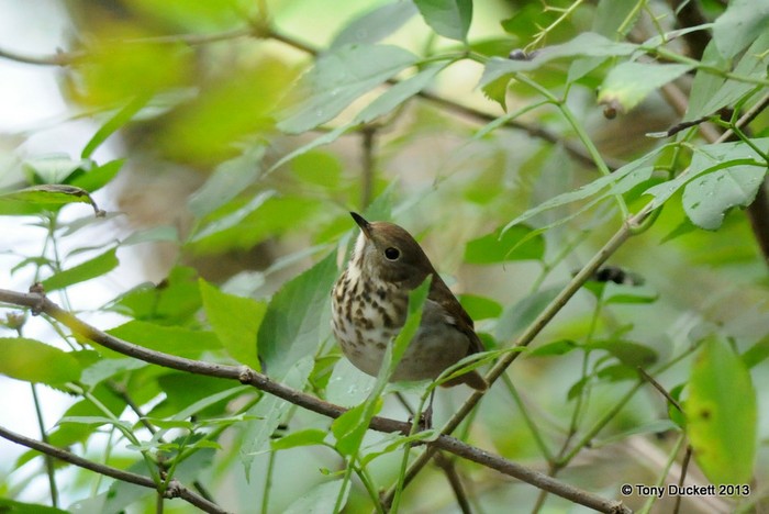 Hermit Thrush