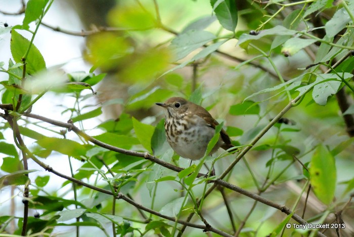 Hermit Thrush