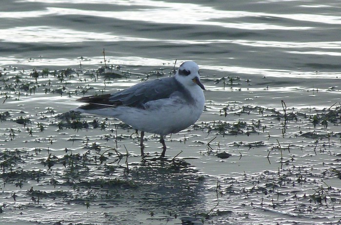 Grey Phalarope
