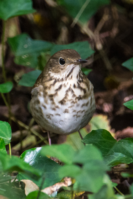 Hermit Thrush