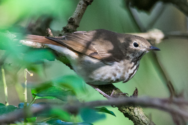 Hermit Thrush