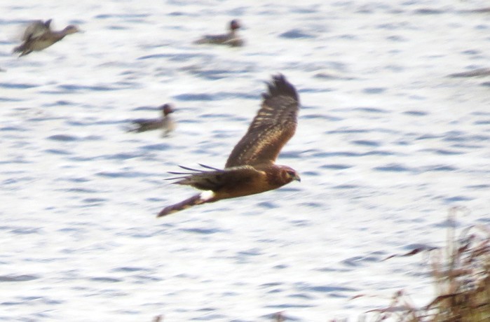 Northern Harrier