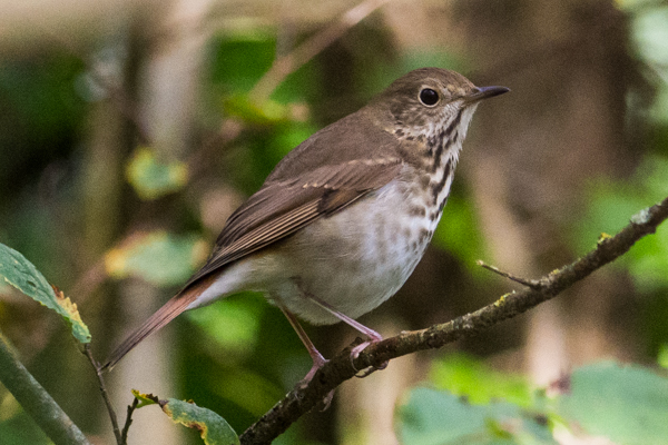 Hermit Thrush