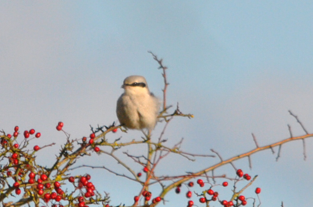 Great Grey Shrike
