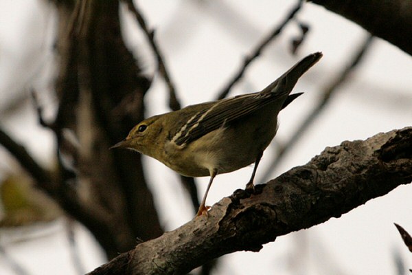 Blackpoll Warbler