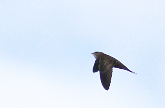 Pallid Swift