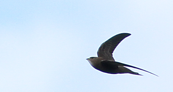 Pallid Swift