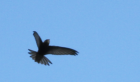 Pallid Swift