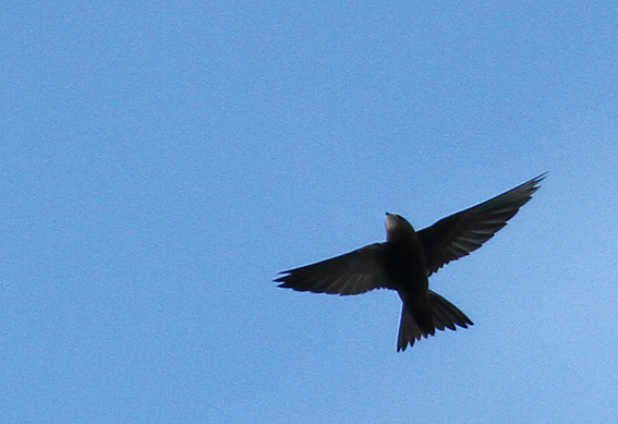 Pallid Swift