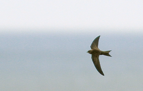 Pallid Swift