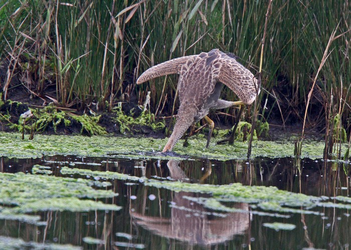 Purple Heron