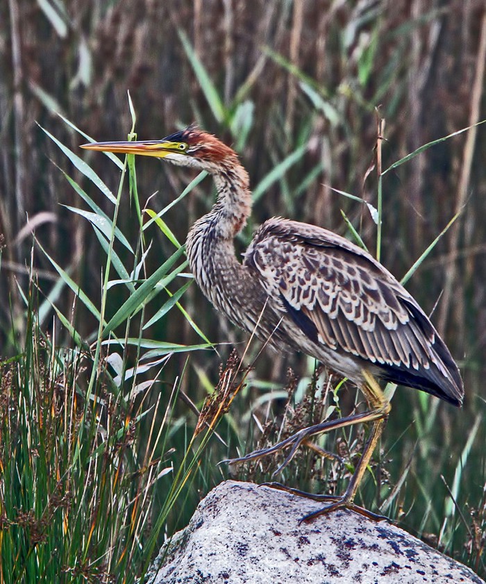 Purple Heron