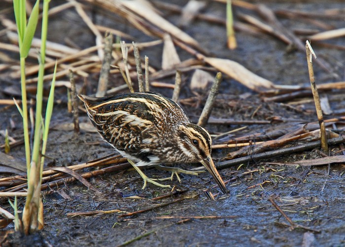 Jack Snipe