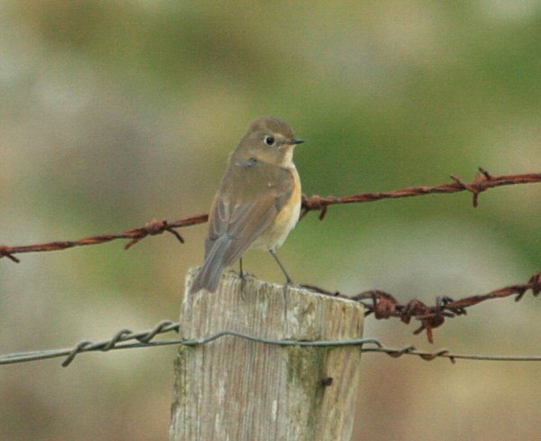 Red-flanked Bluetail