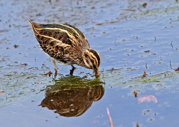 Jack Snipe