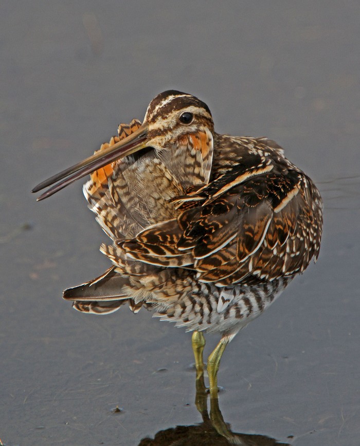 Snipe